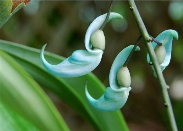 碧色的倩影——碧玉藤(图2)