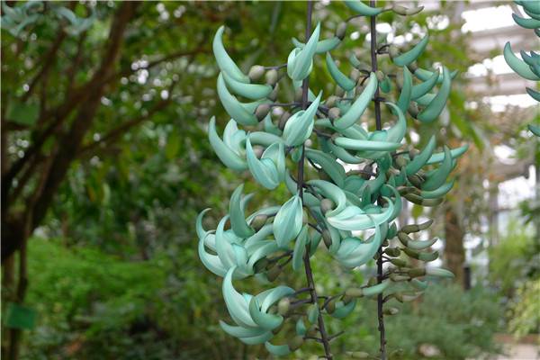 碧色的倩影——碧玉藤(图3)