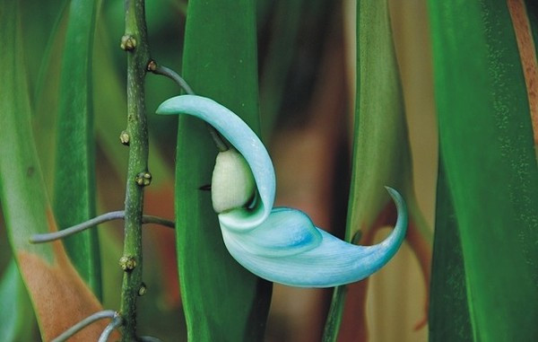 碧色的倩影——碧玉藤(图5)