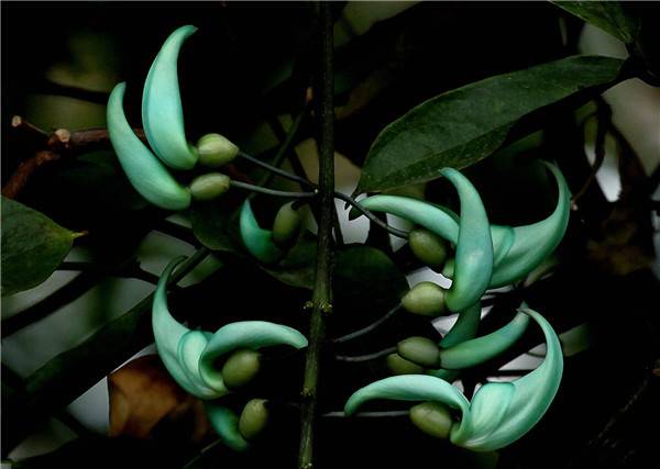 碧色的倩影——碧玉藤(图6)