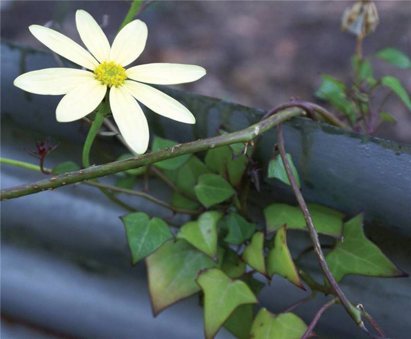 金玉良缘金玉菊 - 功圣花卉