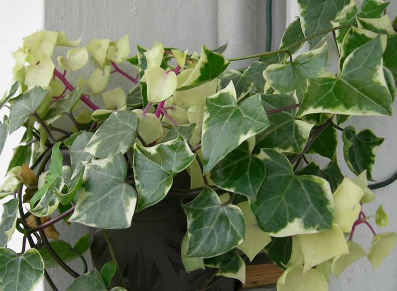 金玉良缘金玉菊(图2)