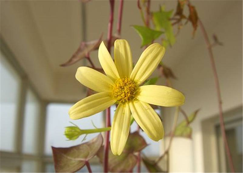 金玉良缘金玉菊(图3)