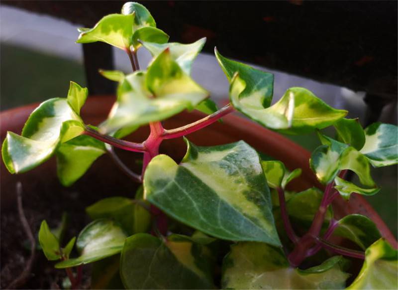 金玉良缘金玉菊(图5)