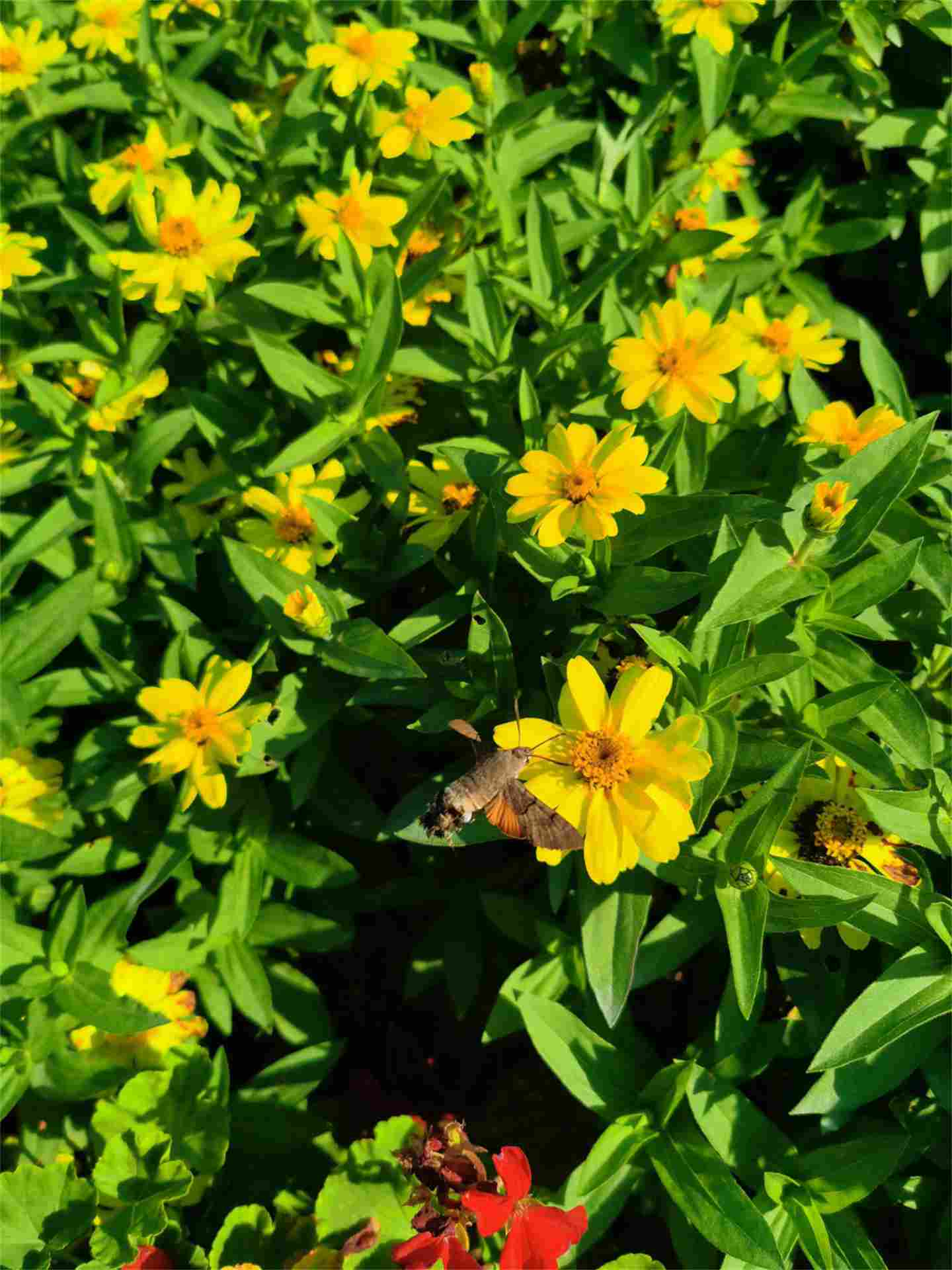 大汉天子皇帝菊(图2)