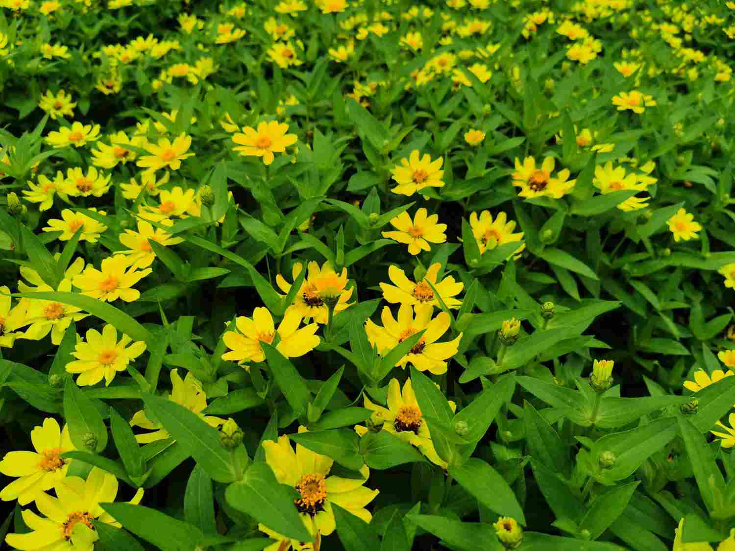 大汉天子皇帝菊(图3)