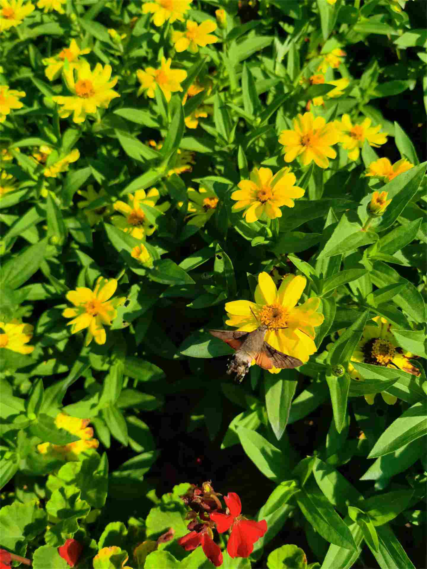 大汉天子皇帝菊(图4)