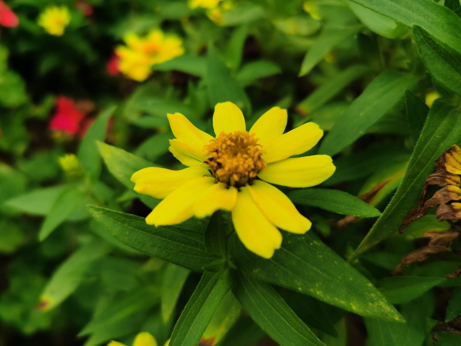 大汉天子皇帝菊(图5)