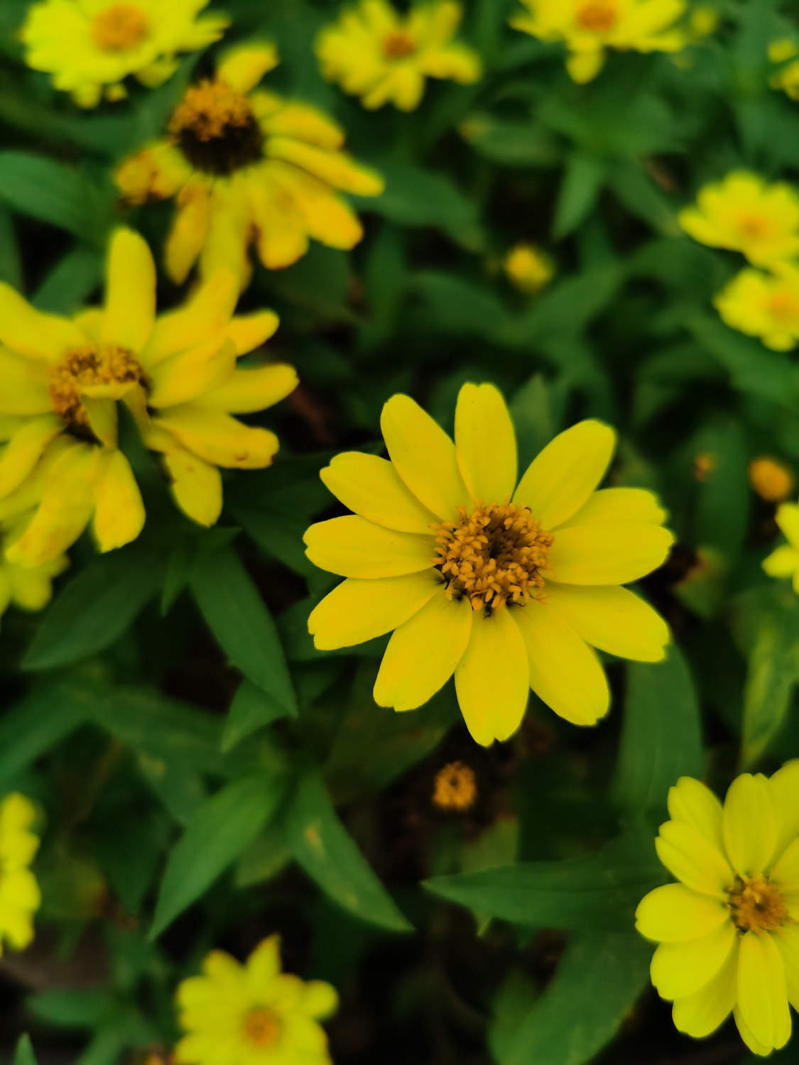 大汉天子皇帝菊(图6)