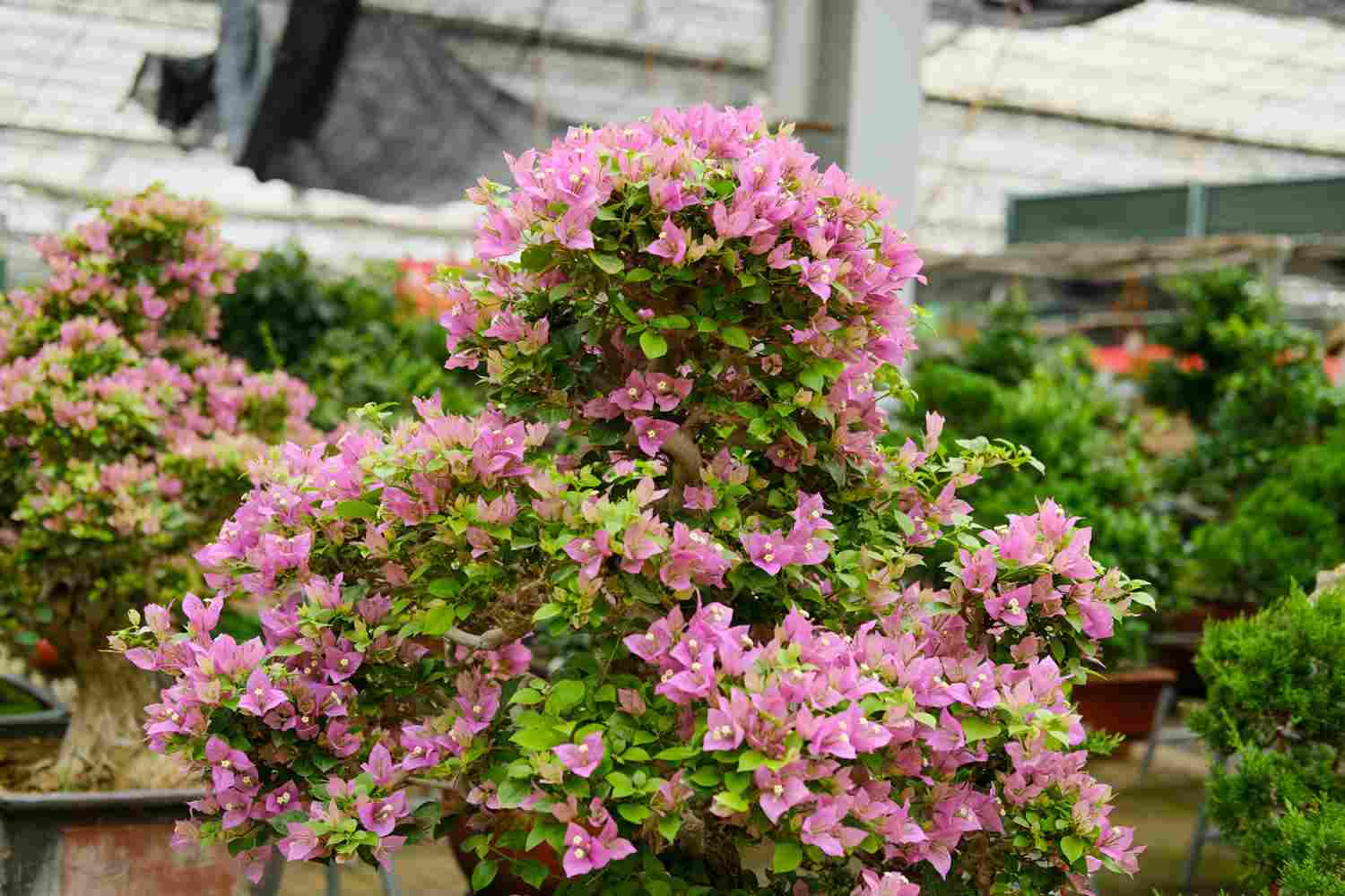 三片花瓣的温柔——三角梅盆景 - 功圣花卉