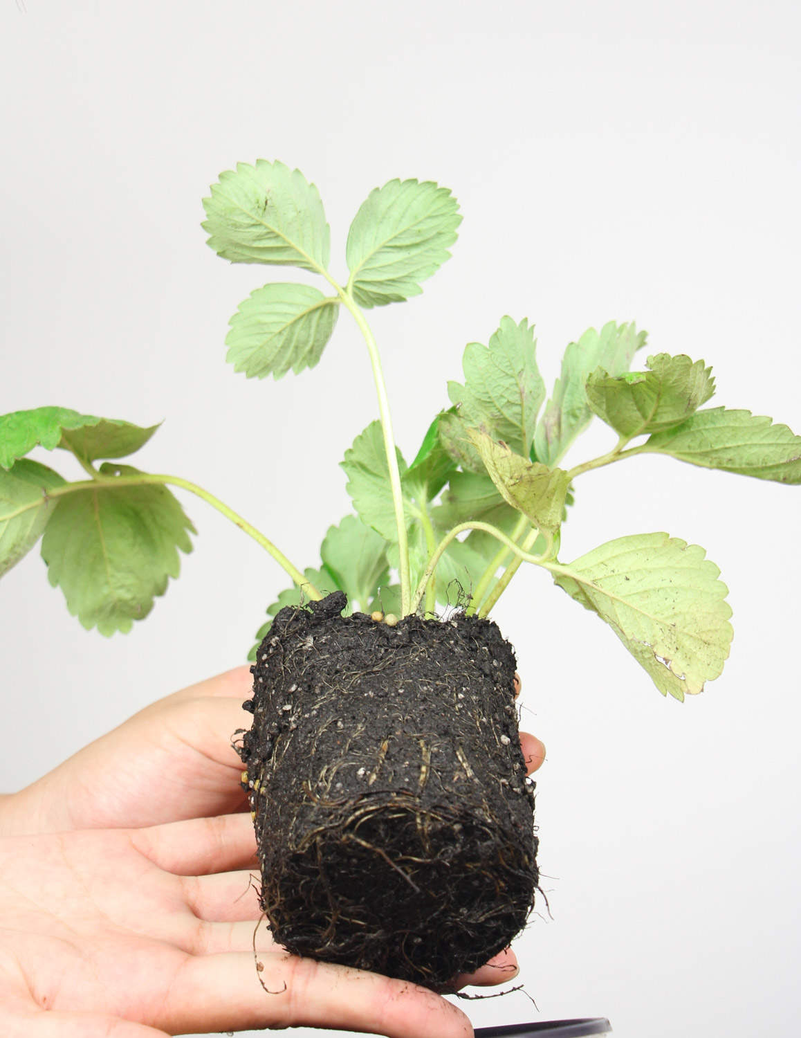 三片花瓣的温柔——三角梅盆景(图3)