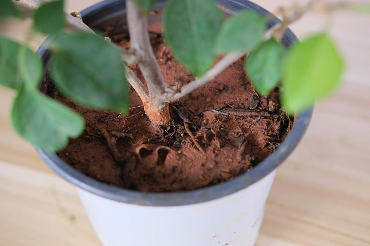 三片花瓣的温柔——三角梅盆景(图4)