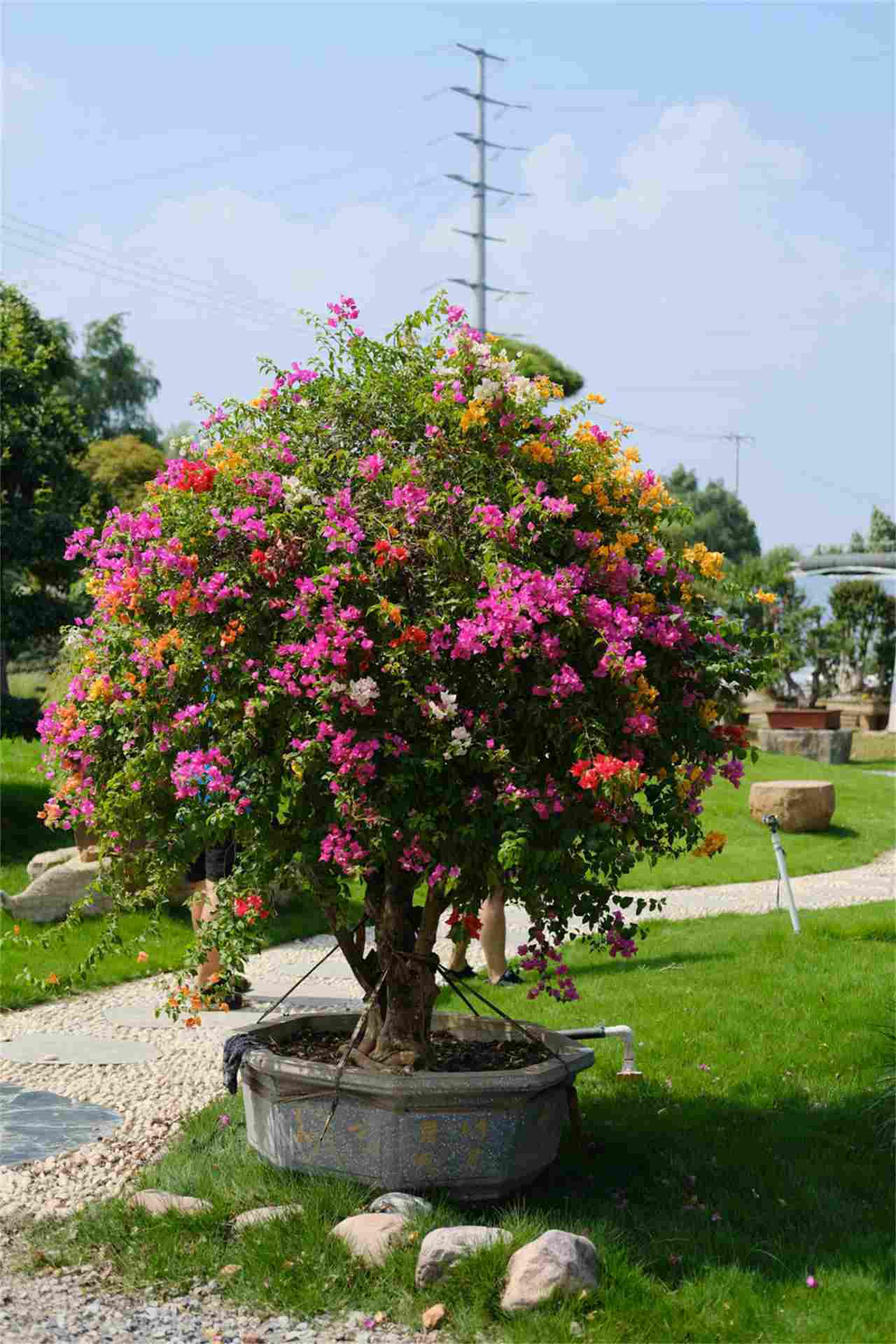 三片花瓣的温柔——三角梅盆景(图5)