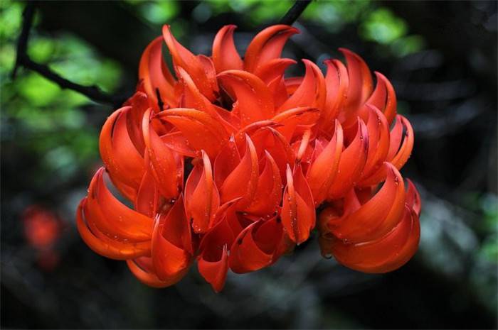 红红火火——红玉藤 - 功圣花卉