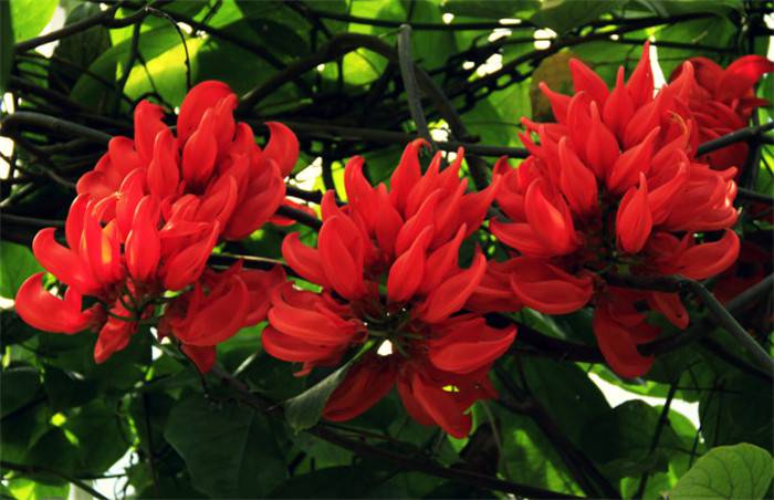 红红火火——红玉藤(图2)