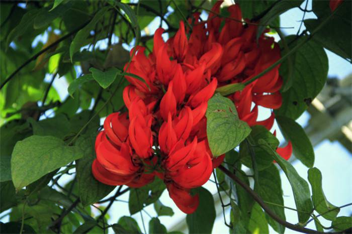 红红火火——红玉藤(图3)