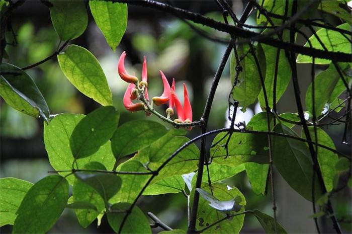 红红火火——红玉藤(图4)