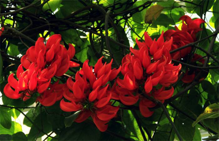 红红火火——红玉藤(图5)