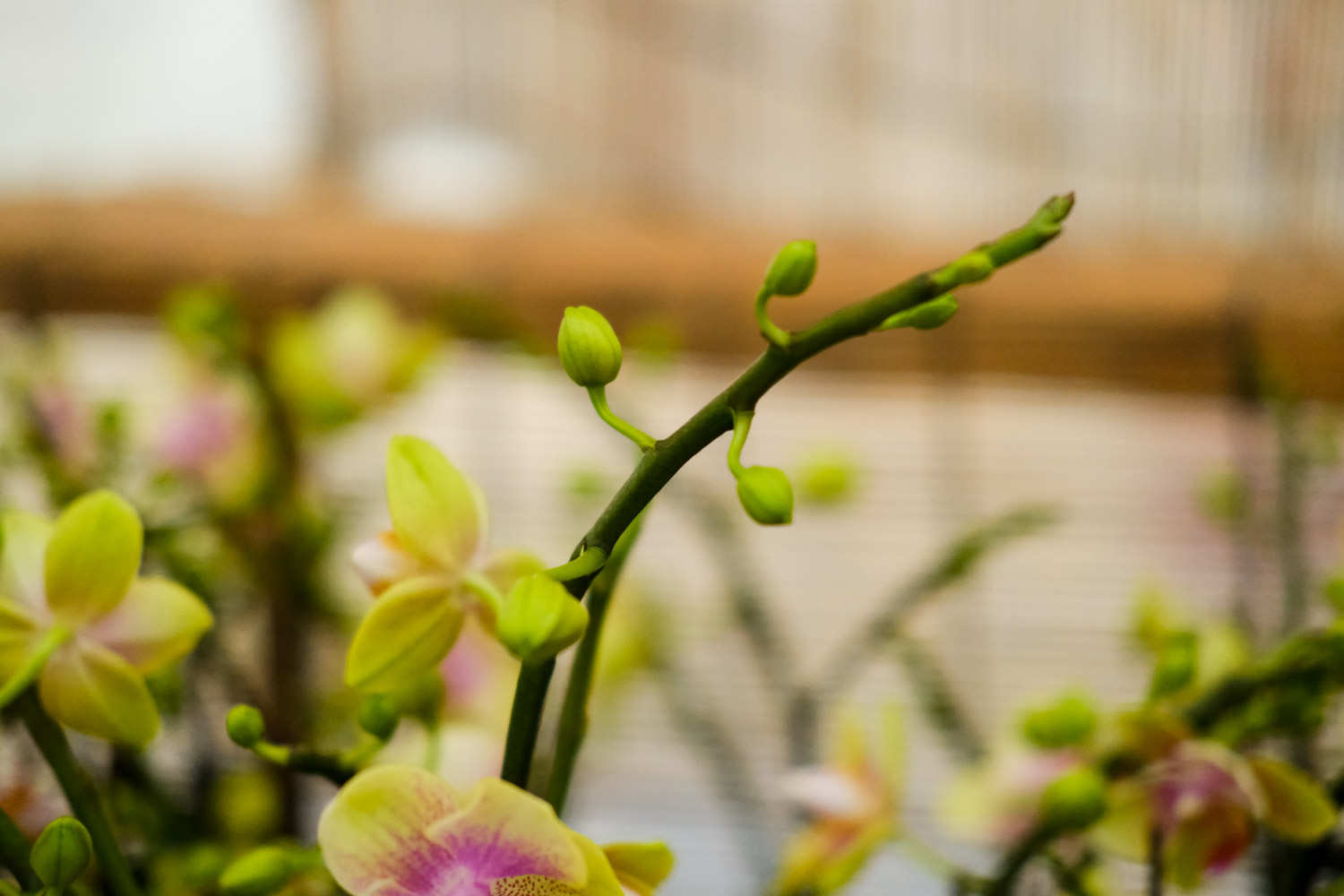 亲爱的，你慢慢飞——蝴蝶兰盆景 - 功圣花卉