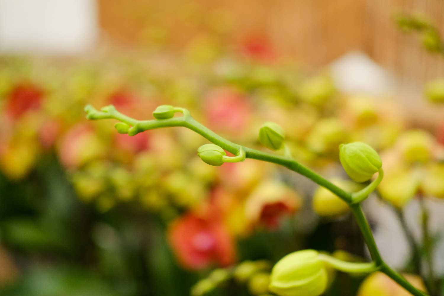 亲爱的，你慢慢飞——蝴蝶兰盆景(图3)