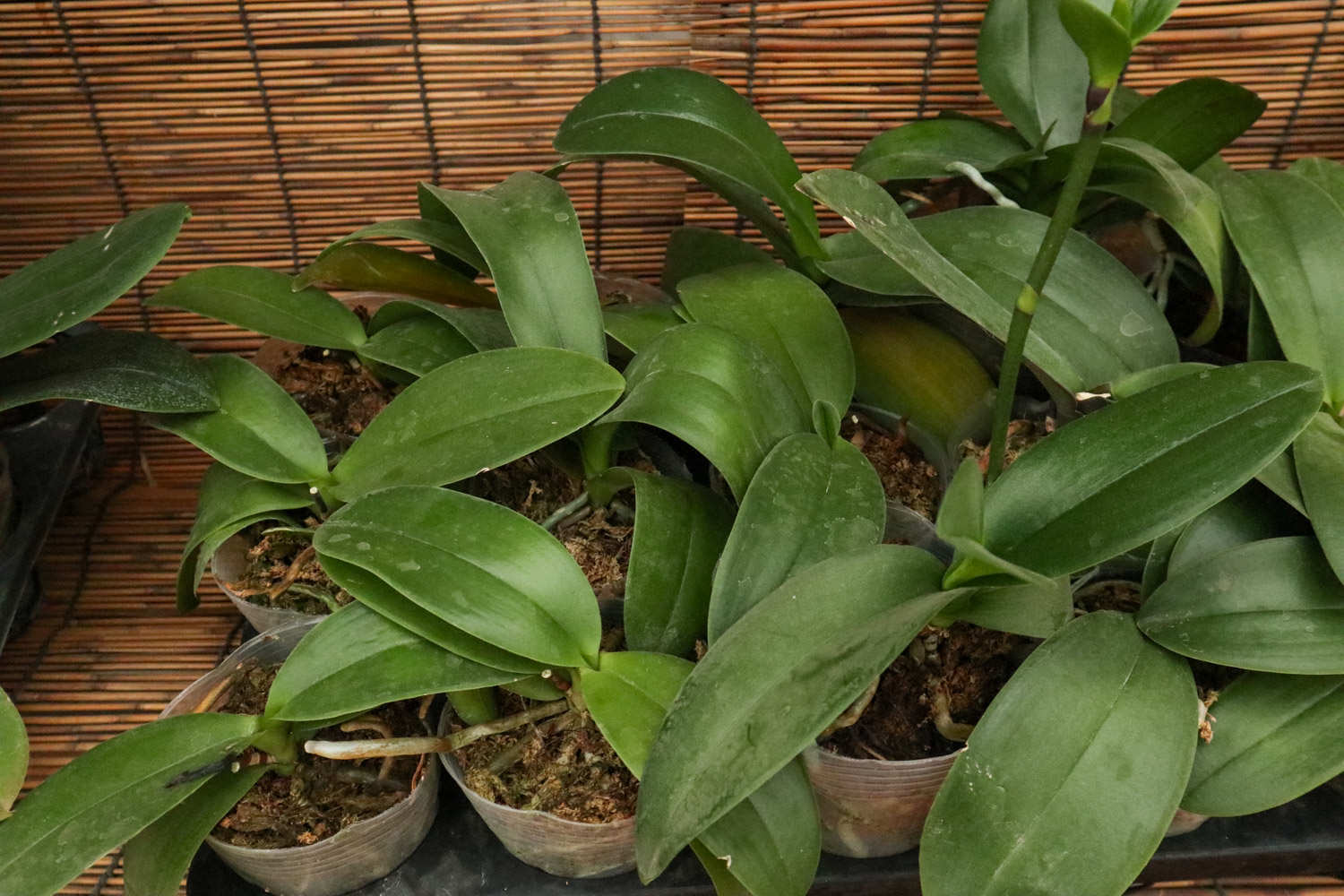 亲爱的，你慢慢飞——蝴蝶兰盆景(图4)