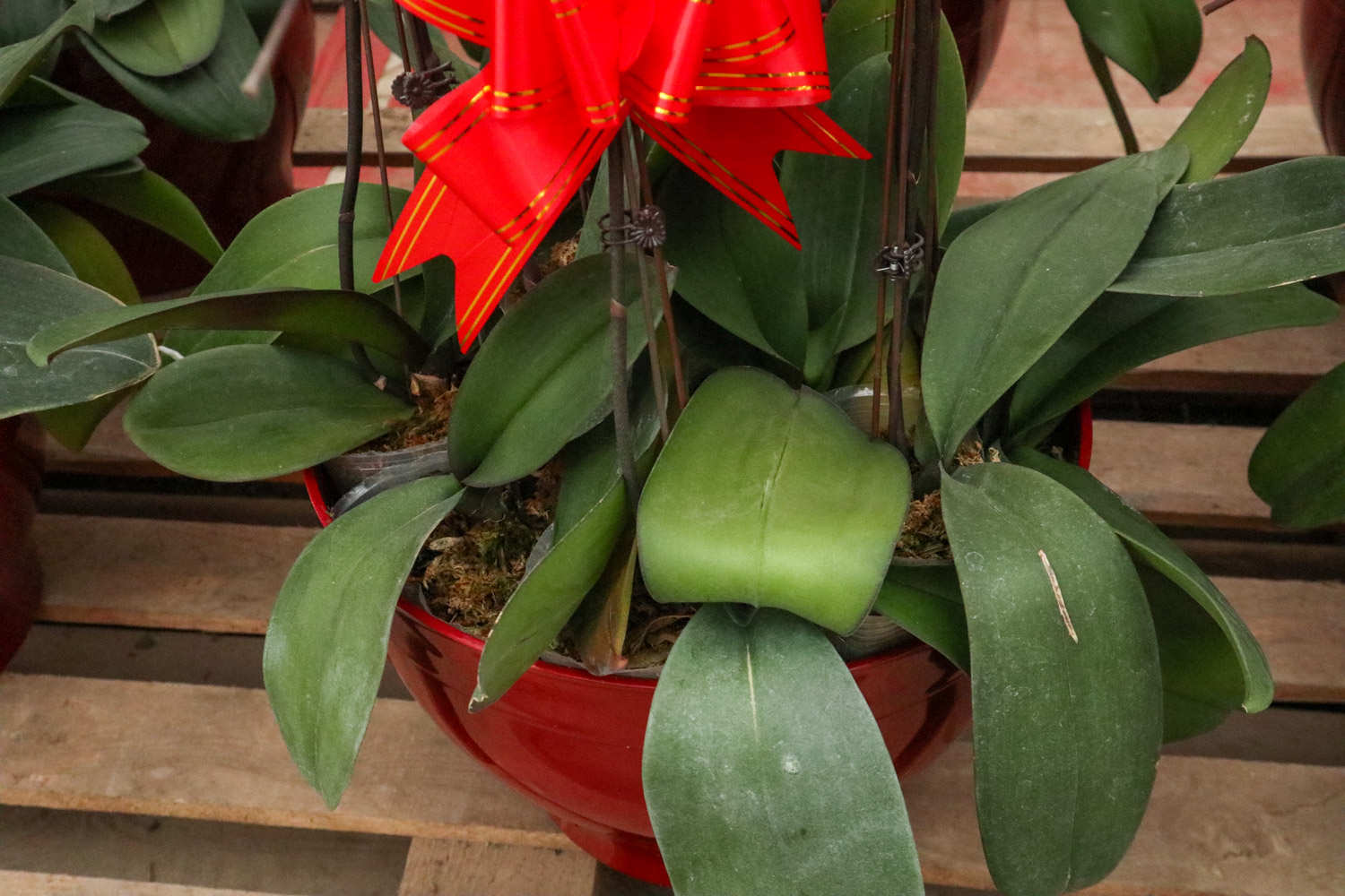 亲爱的，你慢慢飞——蝴蝶兰盆景(图5)