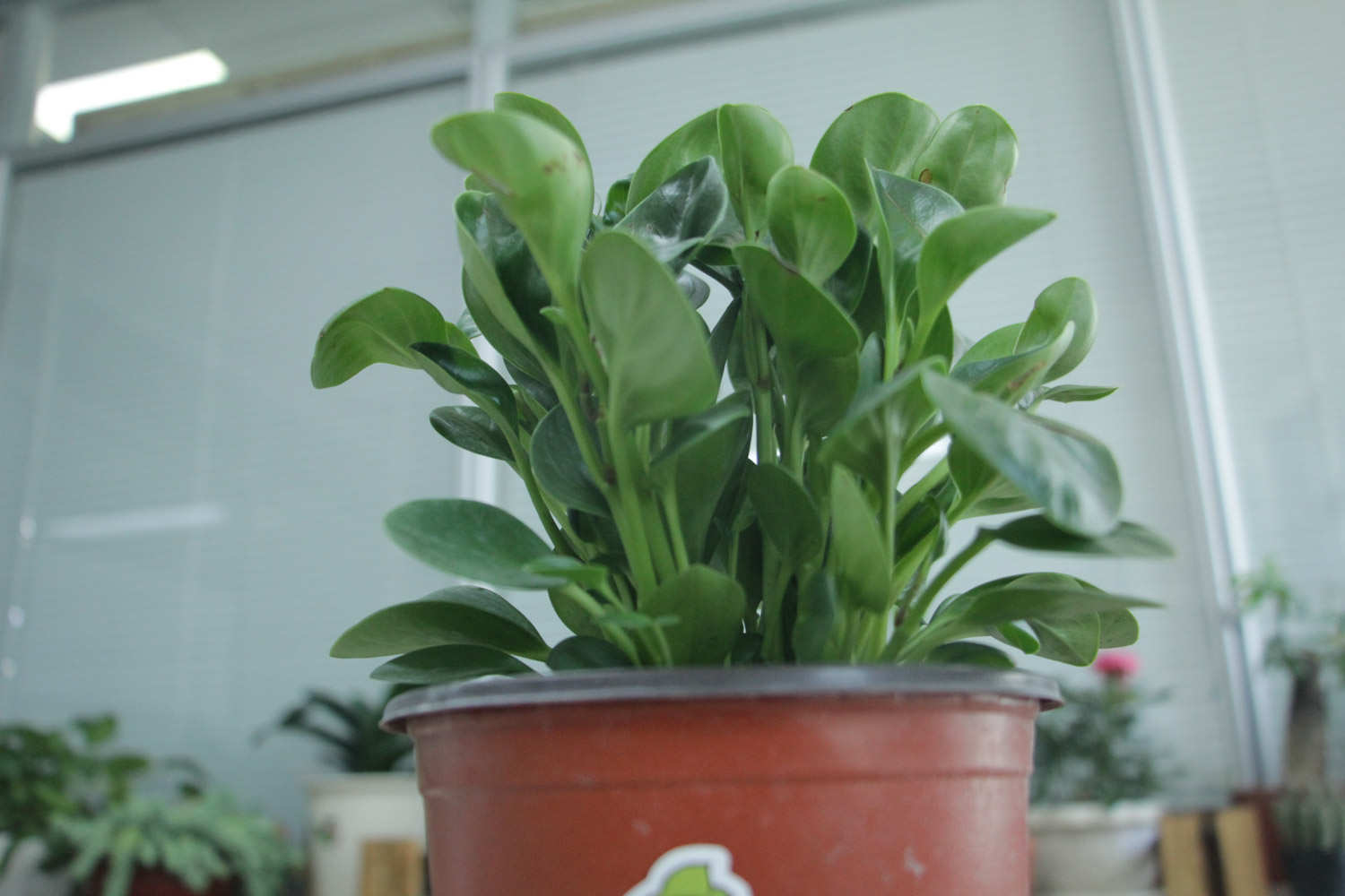 没有一种草不是美丽的花朵——豆瓣绿 - 功圣花卉