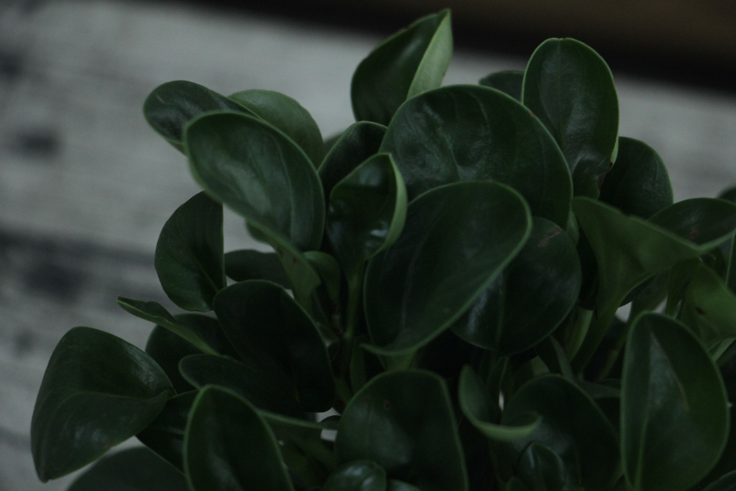 没有一种草不是美丽的花朵——豆瓣绿(图2)