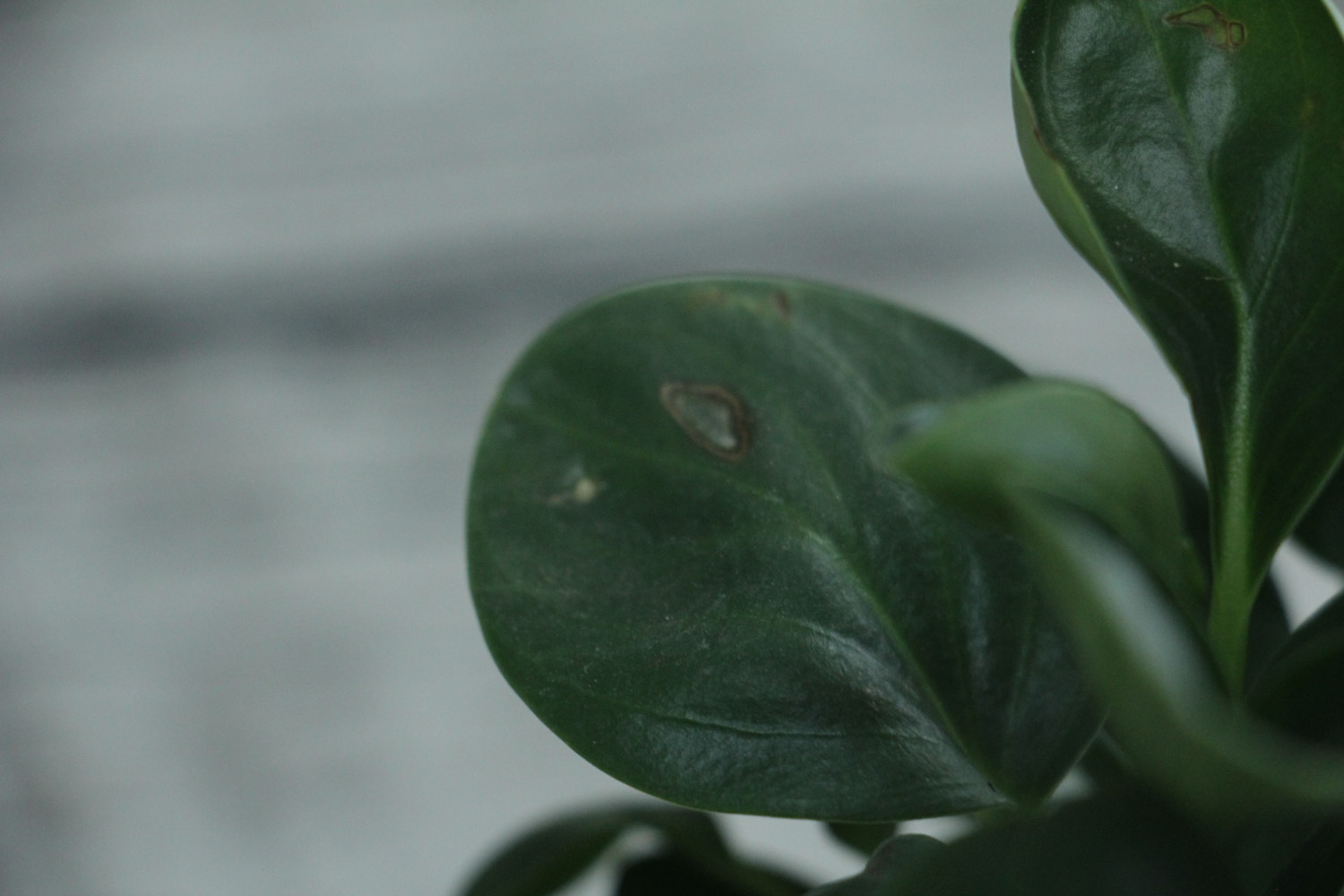 没有一种草不是美丽的花朵——豆瓣绿(图3)