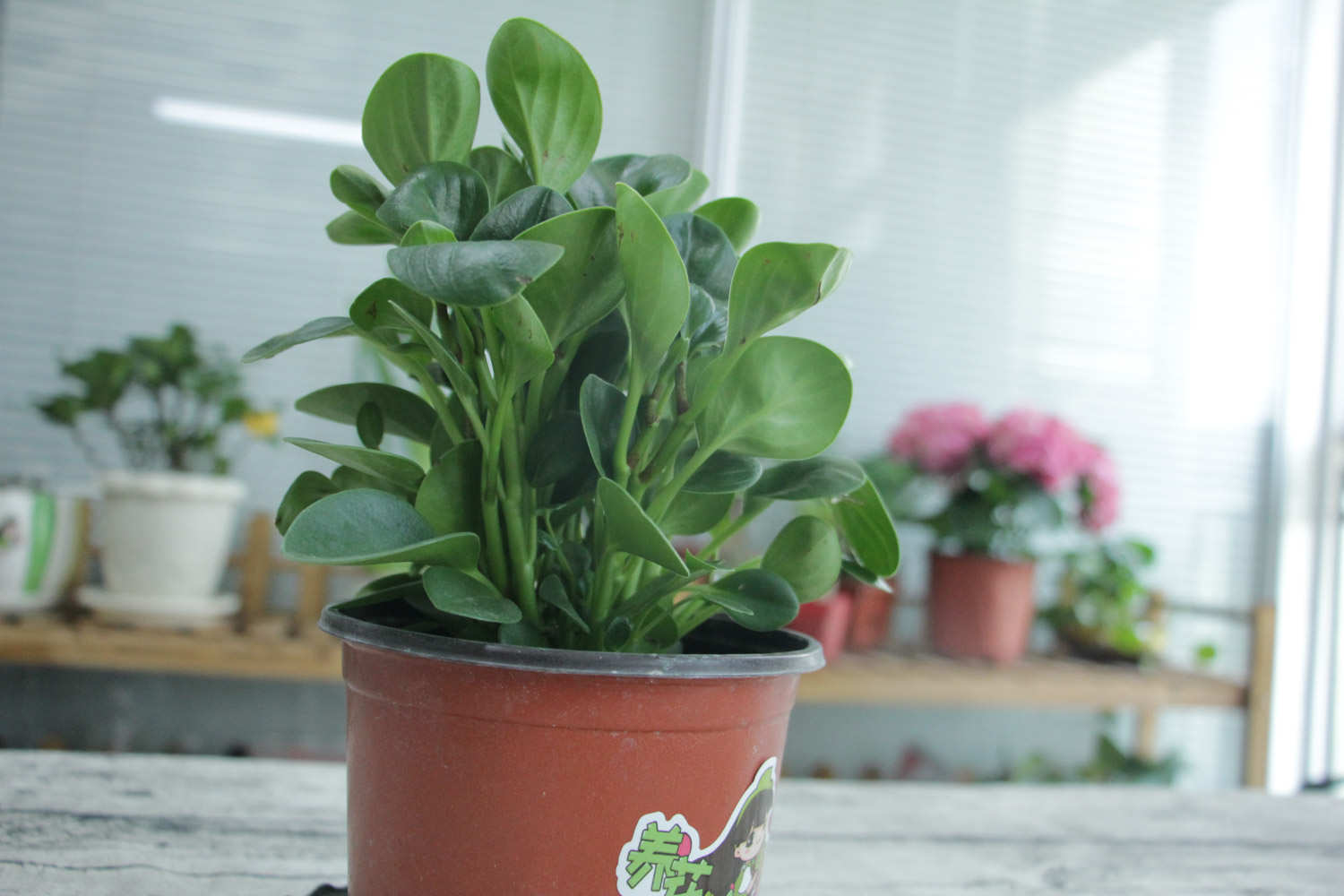 没有一种草不是美丽的花朵——豆瓣绿(图4)