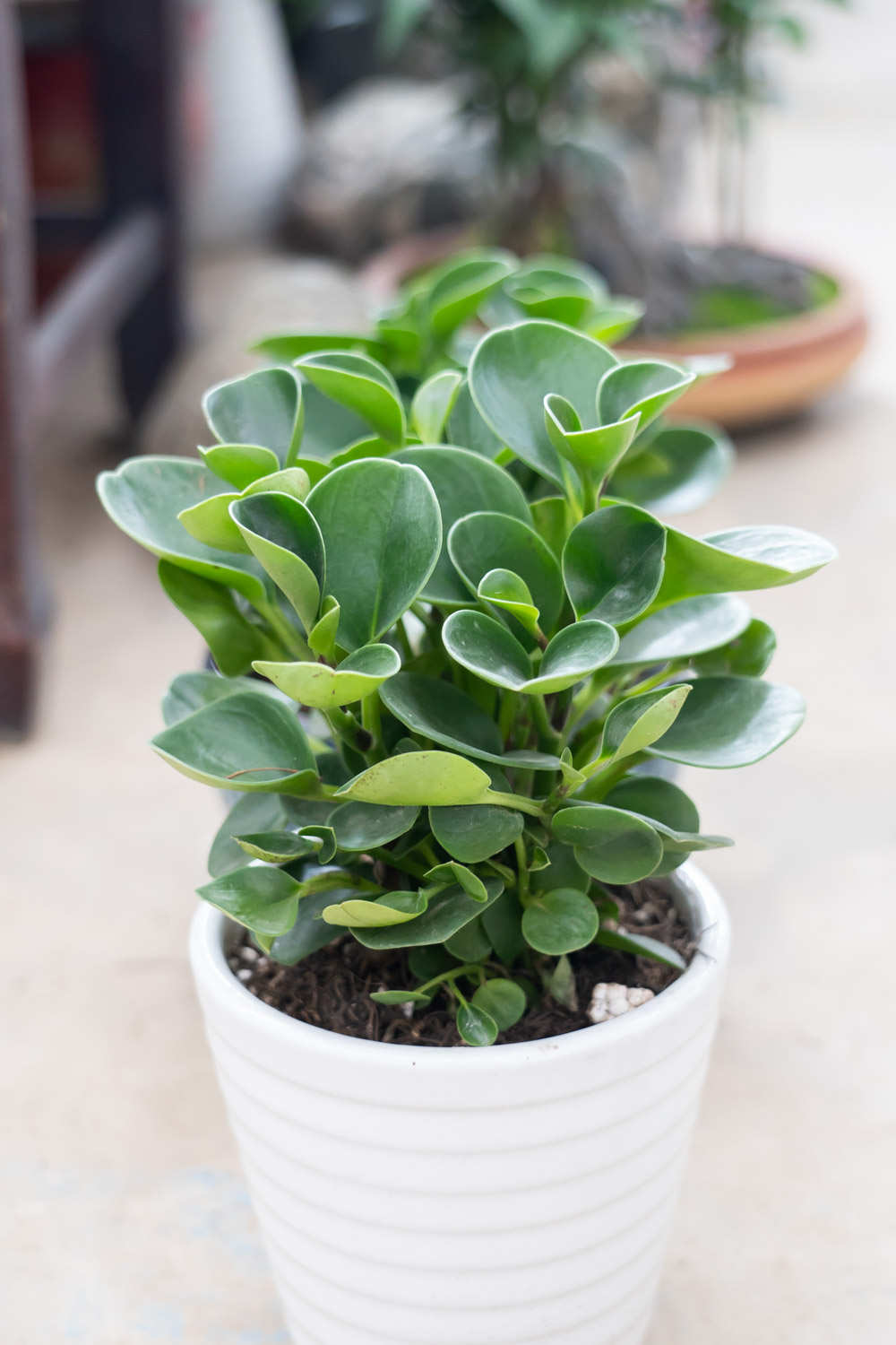 没有一种草不是美丽的花朵——豆瓣绿(图5)