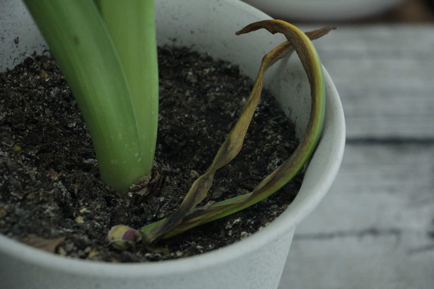 白色的风信子图片欣赏(图2)