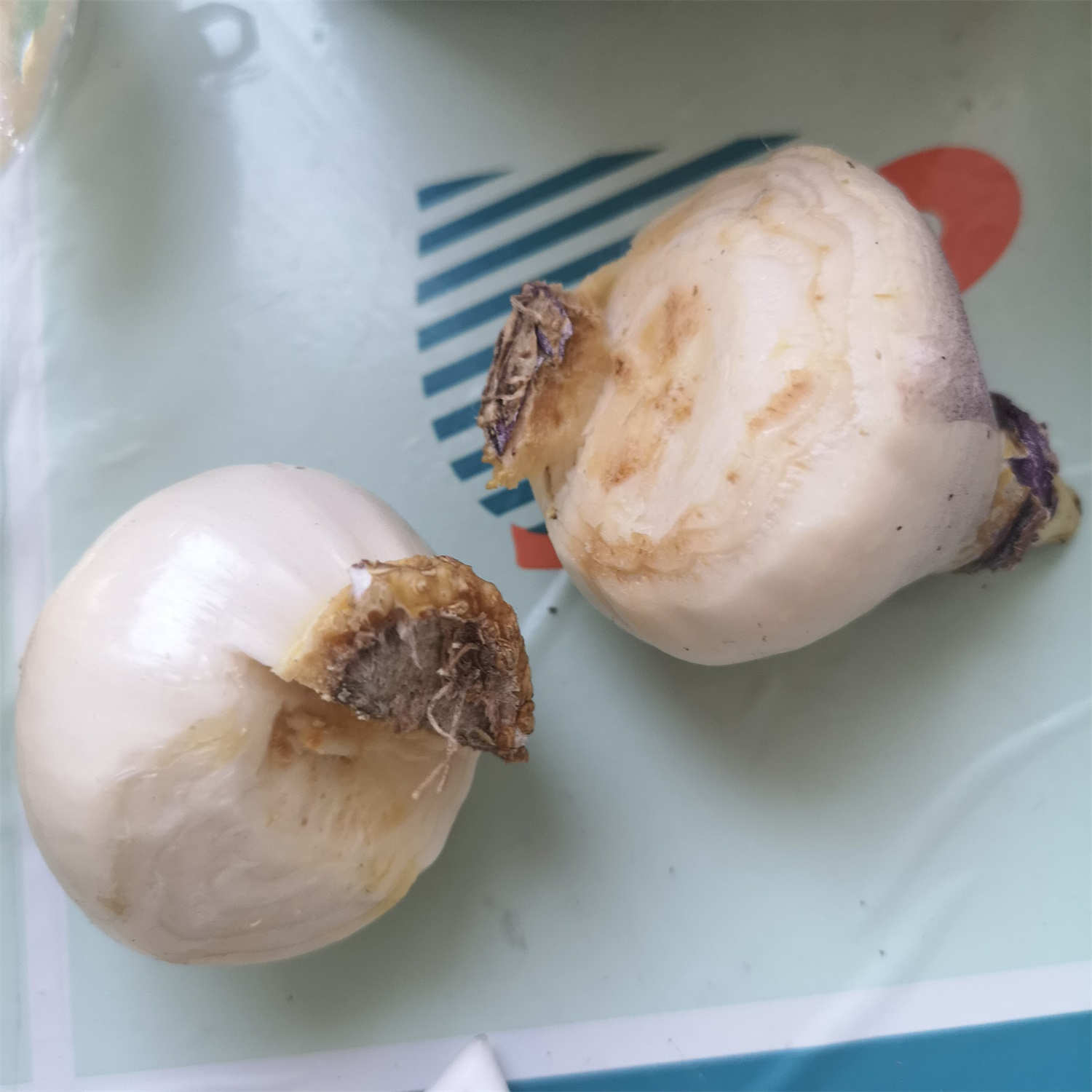 白色的风信子图片欣赏(图3)