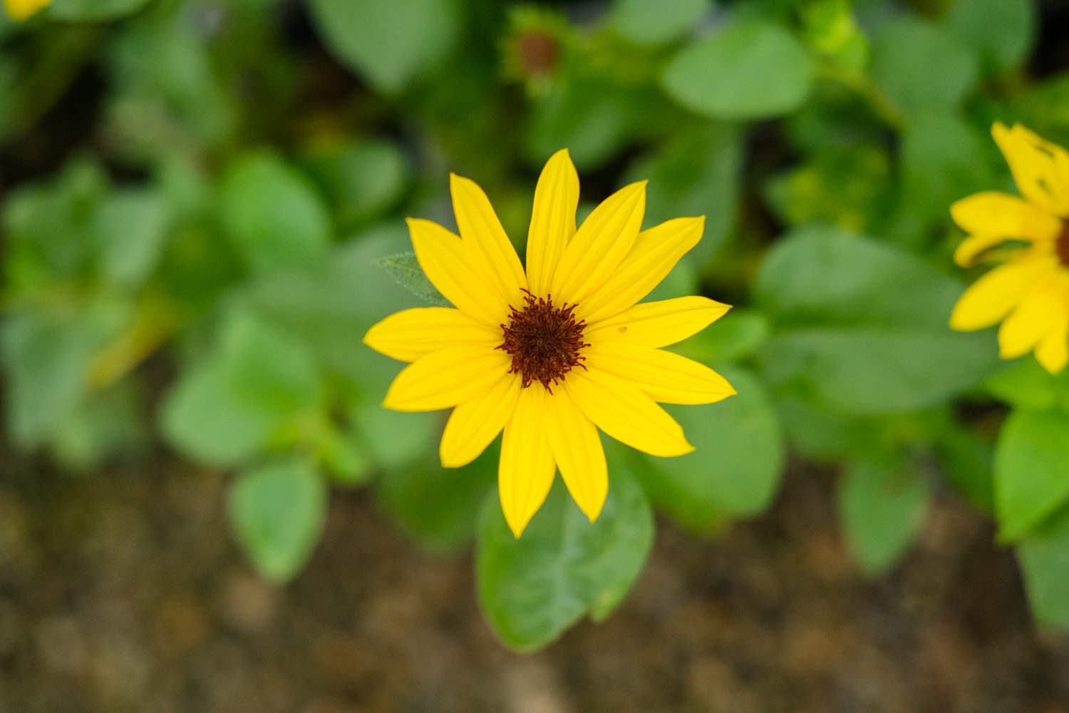 向日葵美图欣赏 - 功圣花卉