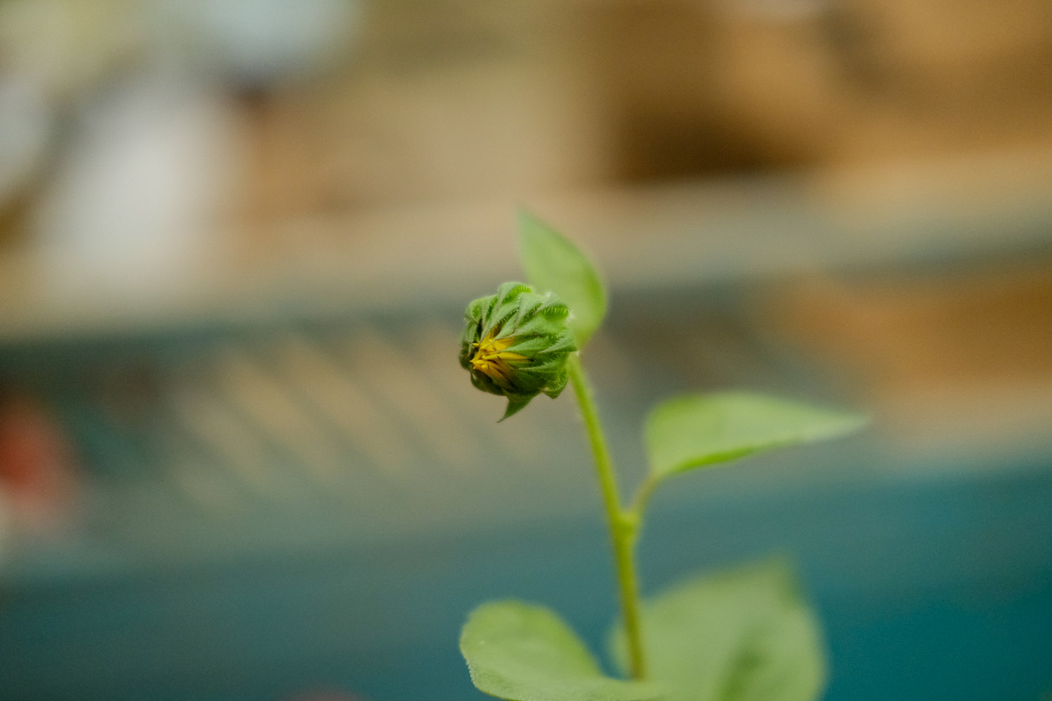 向日葵美图欣赏(图2)