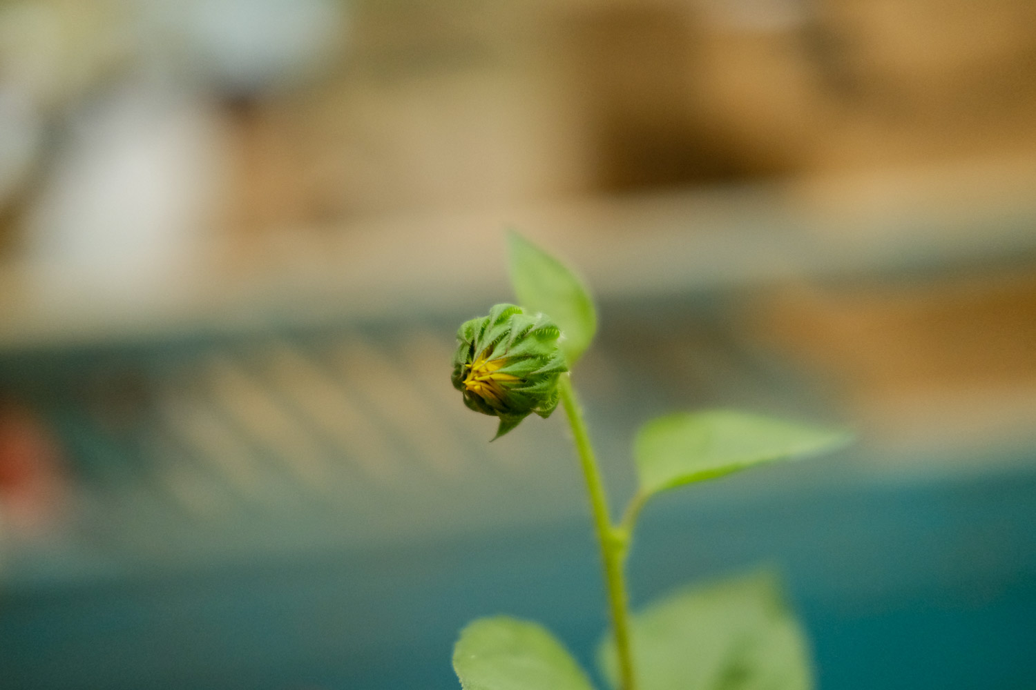 向日葵美图欣赏(图3)