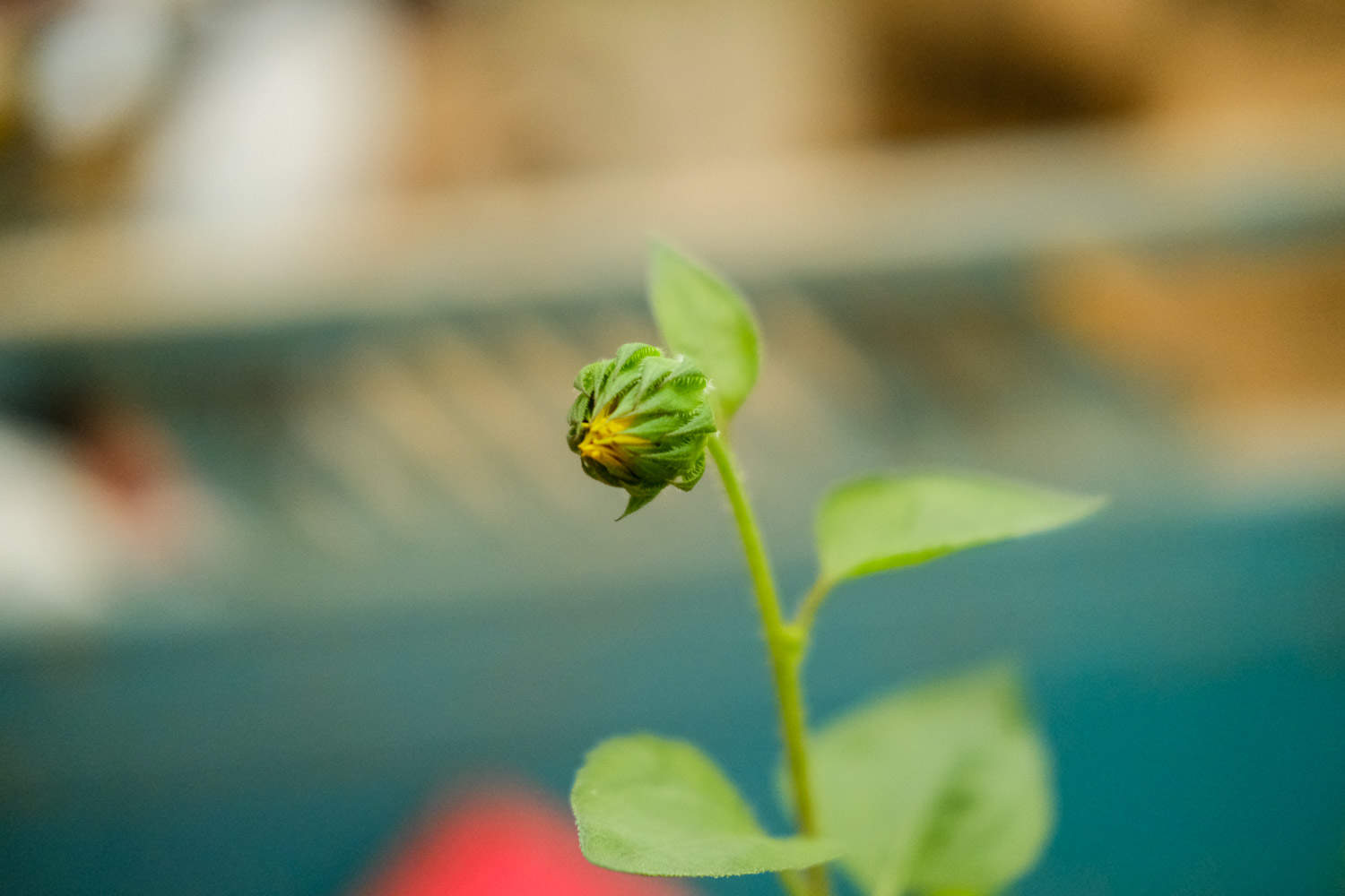 向日葵美图欣赏(图4)