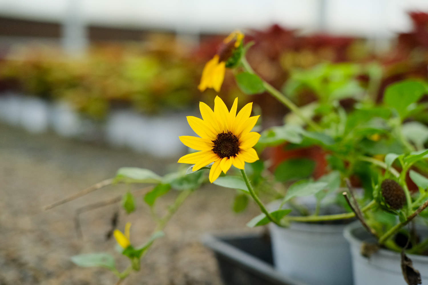 向日葵美图欣赏(图5)