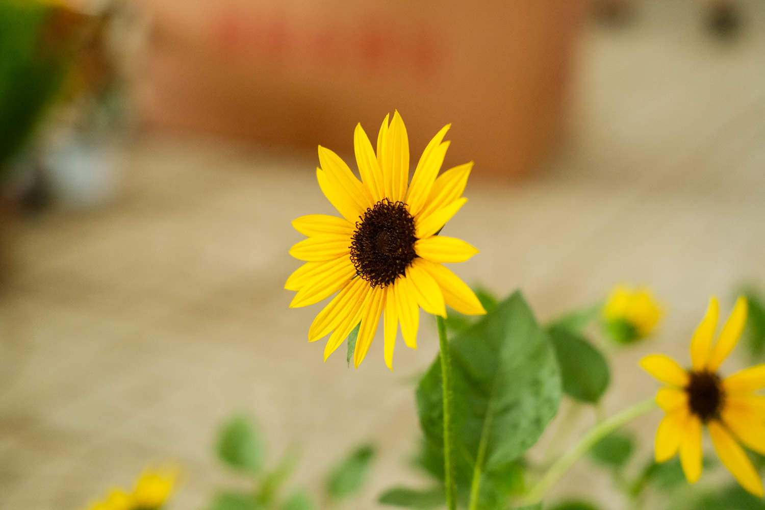 向日葵美图欣赏(图6)