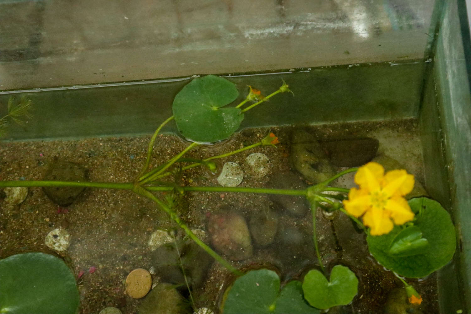 参差荇菜，左右采之 - 功圣花卉