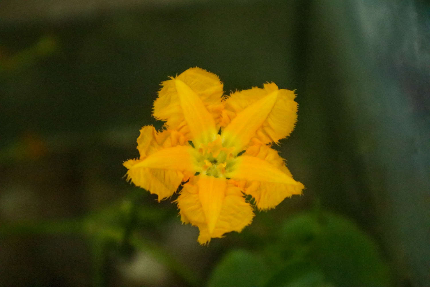 参差荇菜，左右采之(图4)