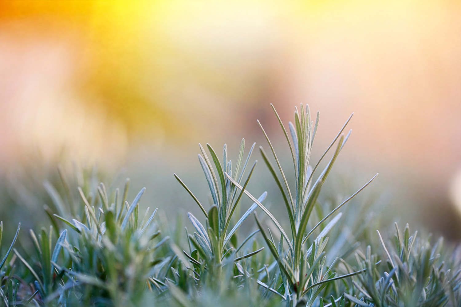 海洋之露——迷迭香盆景(图4)
