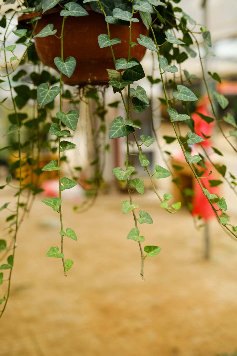 常春藤下的约定——常春藤盆景 - 功圣花卉