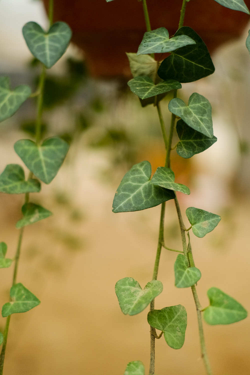 常春藤下的约定——常春藤盆景(图2)