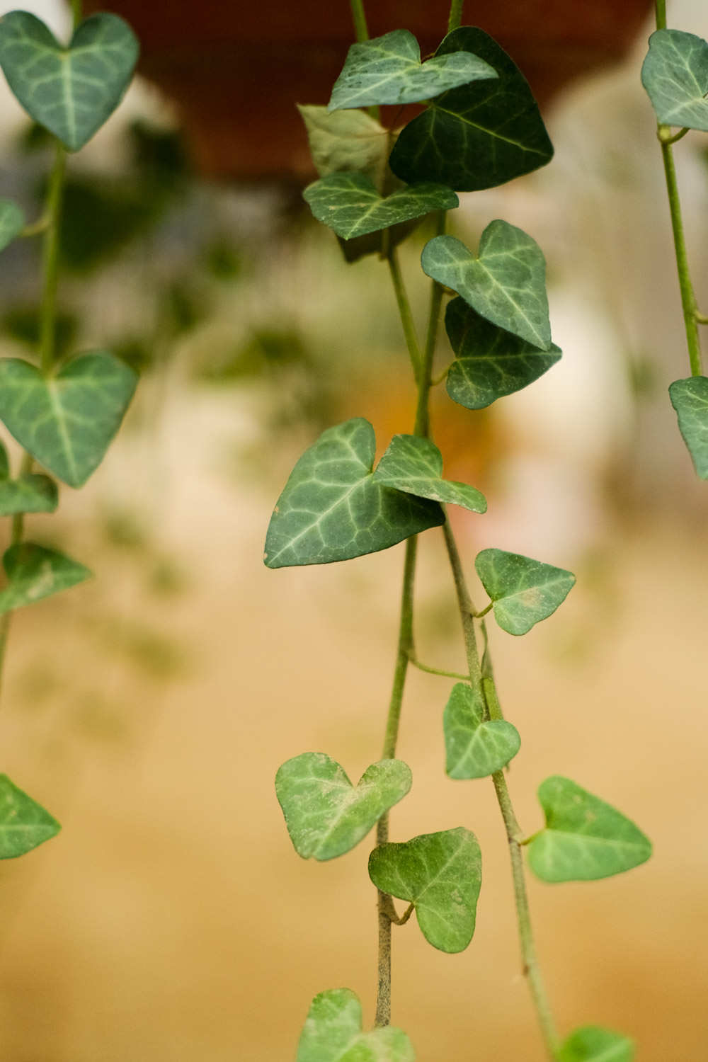 常春藤下的约定——常春藤盆景(图4)