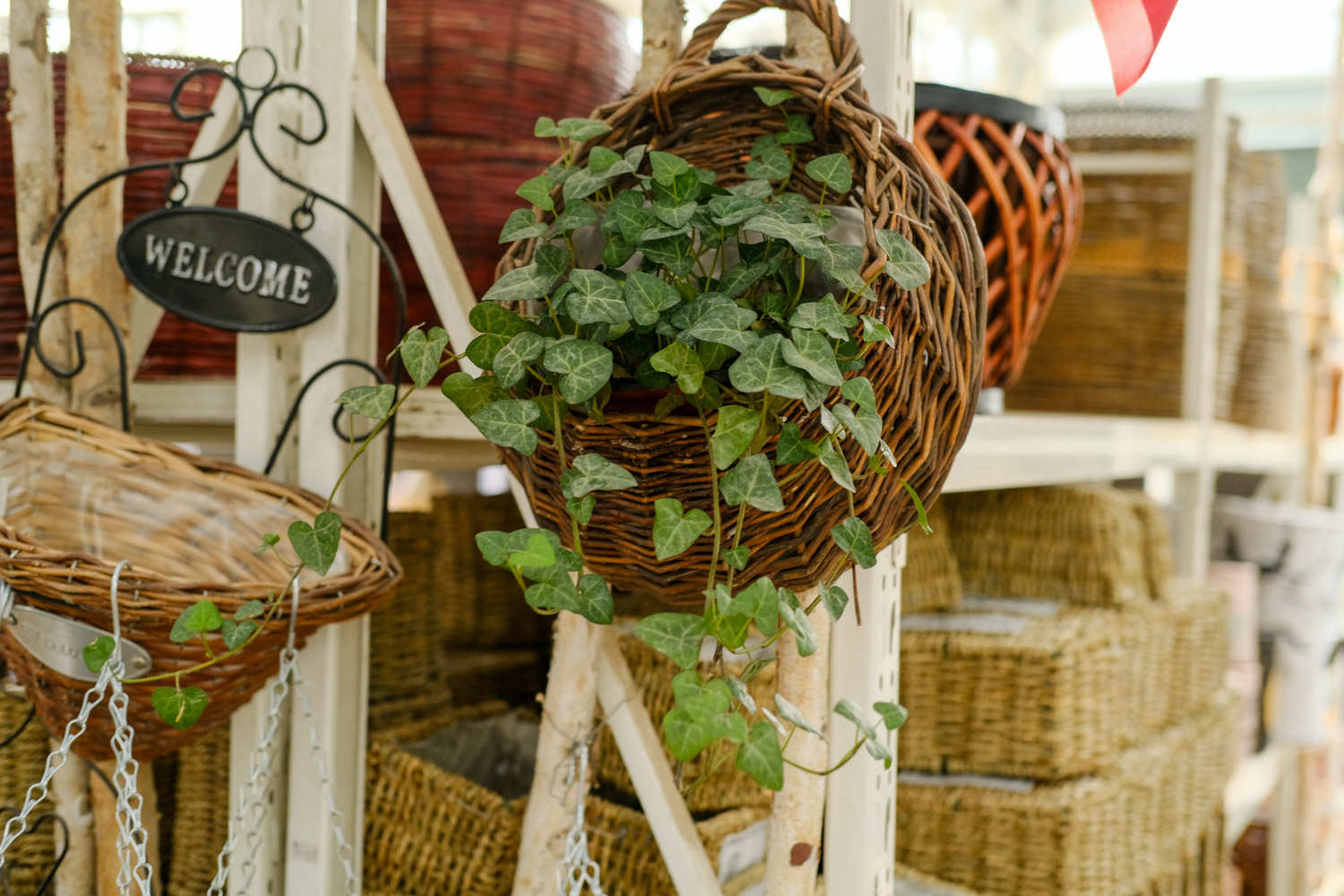 常春藤下的约定——常春藤盆景(图5)