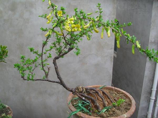 不会打鸣的锦鸡儿盆景 - 功圣花卉