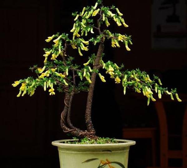 不会打鸣的锦鸡儿盆景(图2)