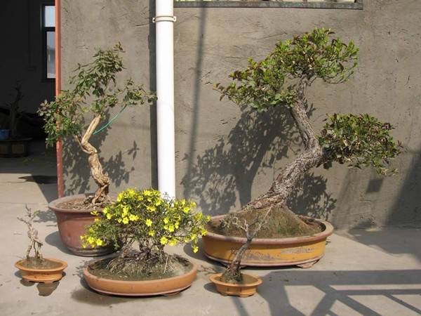 不会打鸣的锦鸡儿盆景(图3)