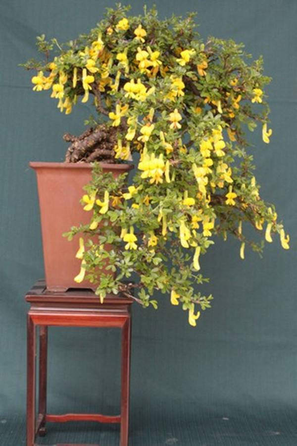 不会打鸣的锦鸡儿盆景(图4)